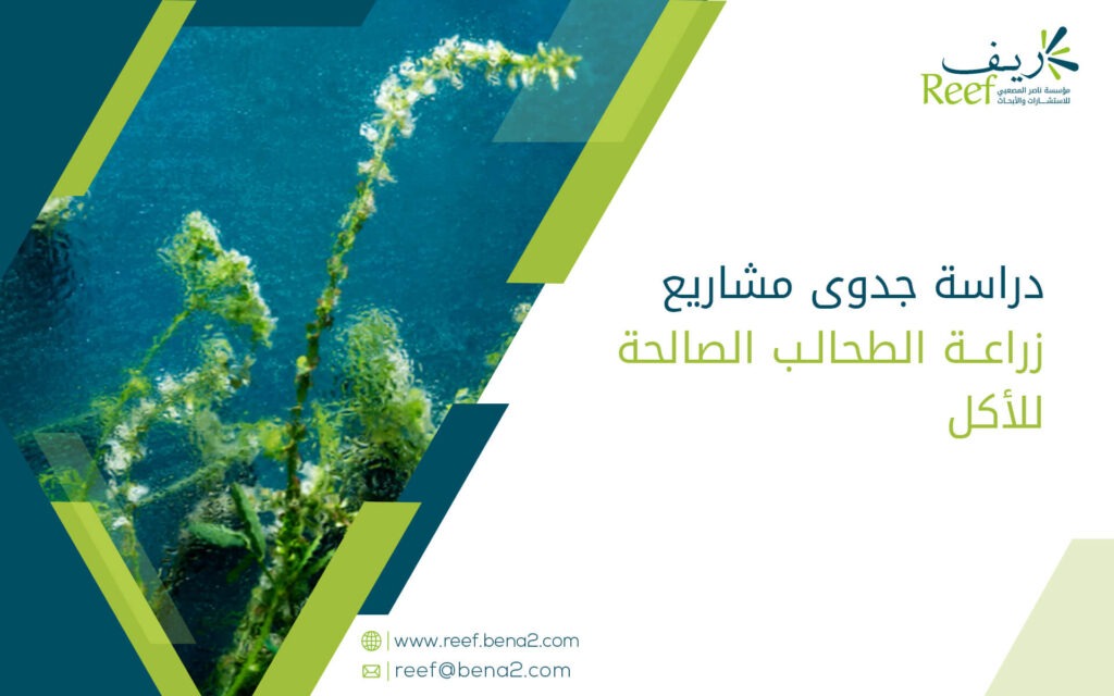 دراسة جدوى مشاريع زراعة الطحالب الصالحة للأكل