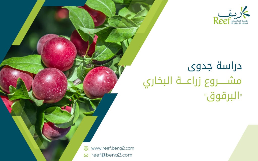 دراسة جدوى مشروع زراعة البخاري "البرقوق"