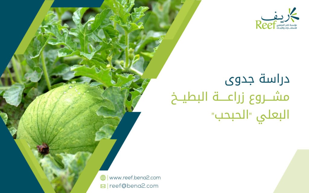 دراسة جدوى مشروع زراعة البطيخ البعلي "الحبحب"