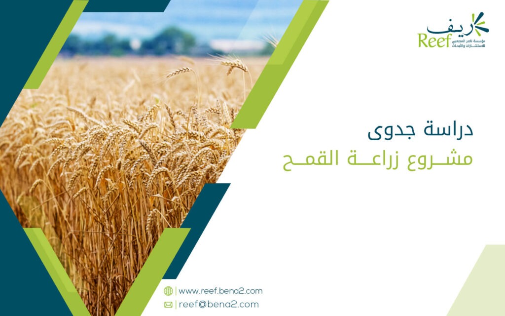 دراسة جدوى مشروع زراعة القمح
