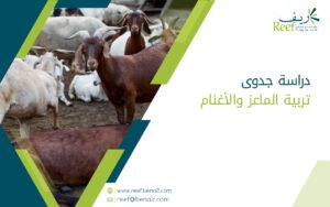 دراسة جدوى تربية الماعز والأغنام