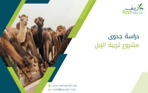 دراسة جدوى مشروع تربية الإبل