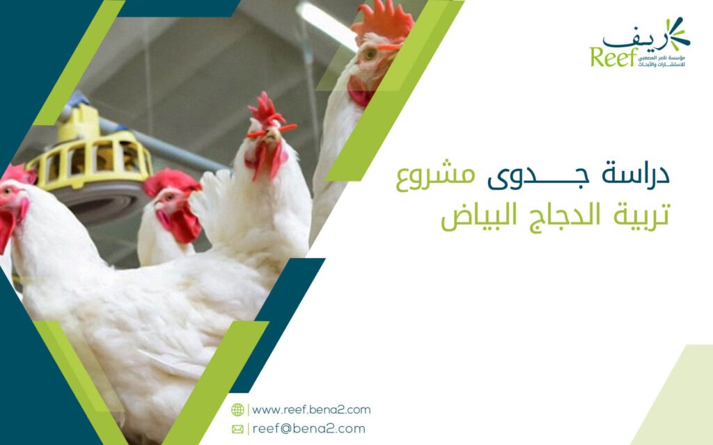 دراسة جدوى مشروع تربية الدجاج البياض