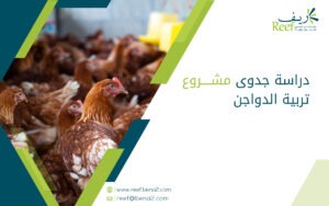 دراسة جدوى مشروع تربية الدواجن