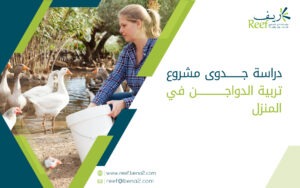 دراسة جدوى مشروع تربية الدواجن في المنزل