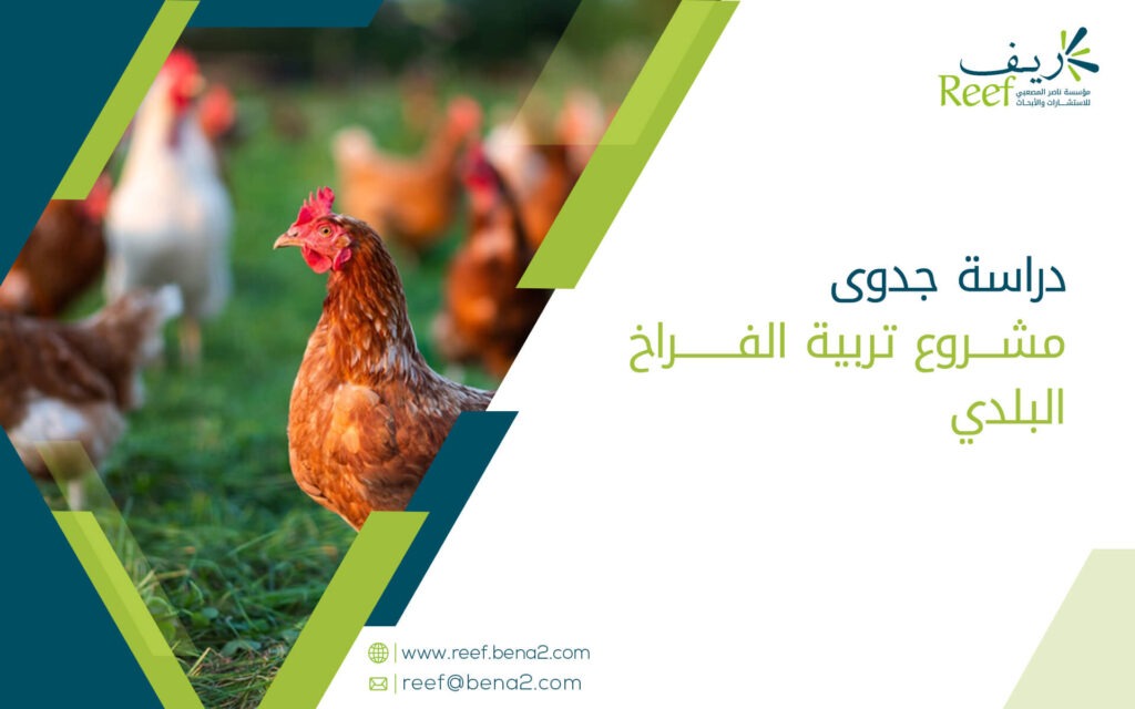 دراسة جدوى مشروع تربية الفراخ البلدي