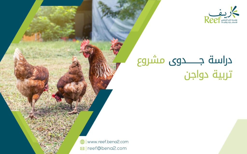 دراسة جدوى مشروع تربية دواجن