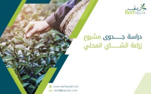 دراسة جدوى مشروع زراعة الشاي المحلي
