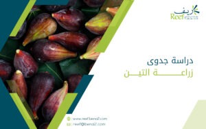 دراسة جدوى زراعة التين