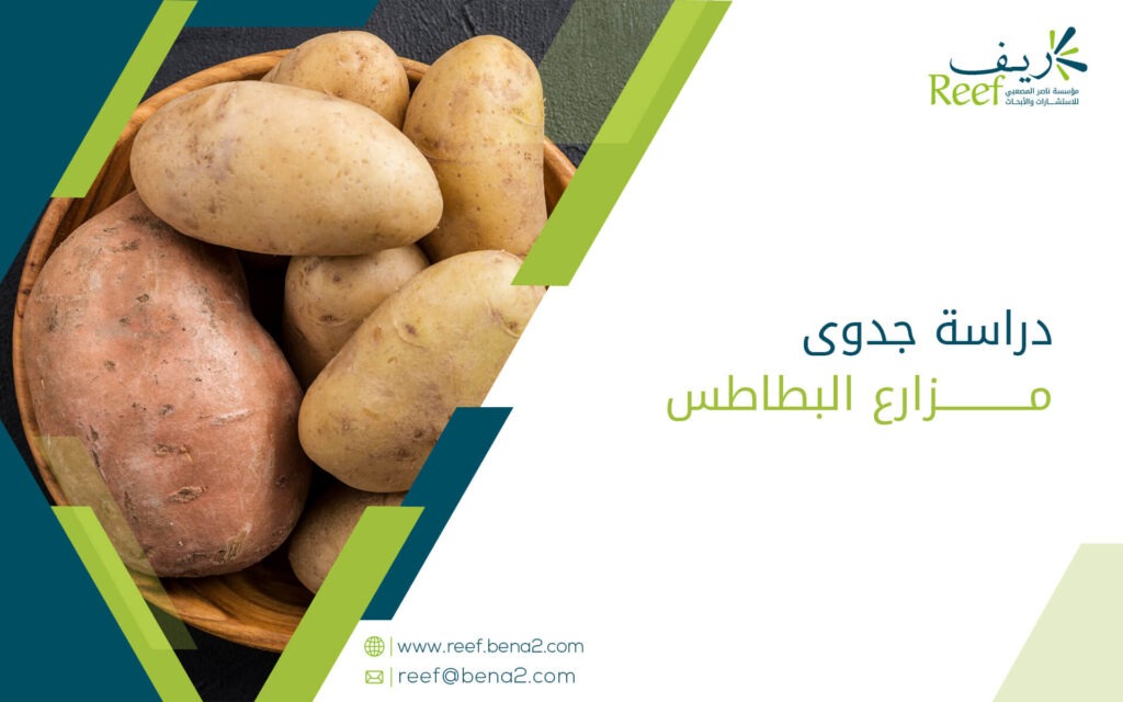 دراسة جدوى مزارع البطاطس