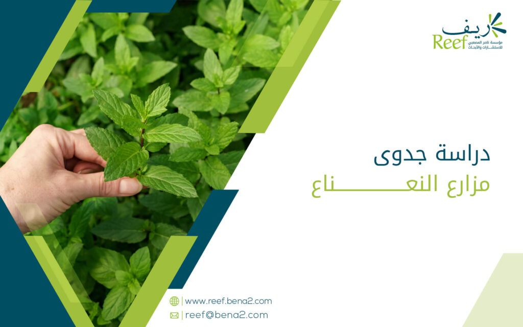 دراسة جدوى مزارع النعناع