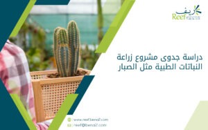 دراسة جدوى مشروع زراعة النباتات الطبية مثل الصبار