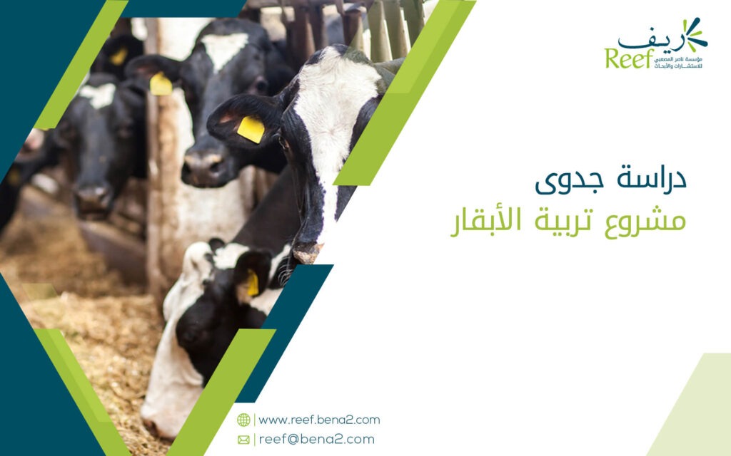 دراسة جدوى مشروع تربية الأبقار