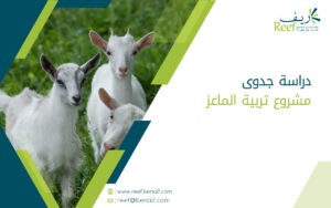 دراسة جدوى مشروع تربية الماعز