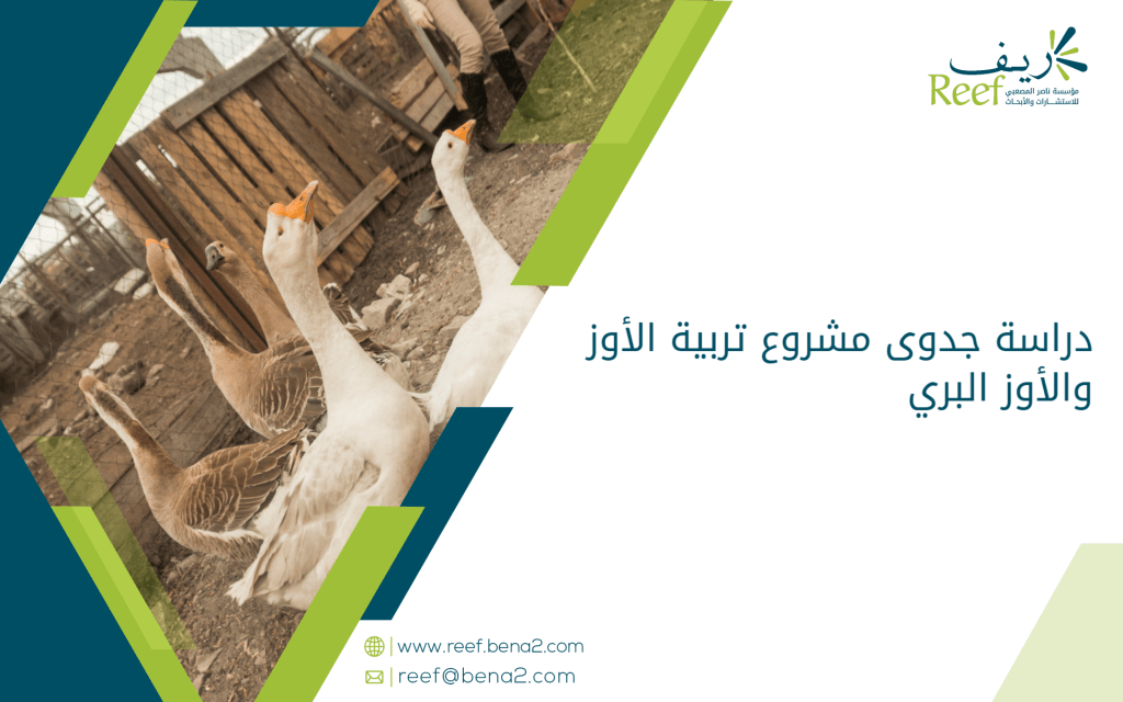 دراسة جدوى مشروع تربية الأوز والأوز البري