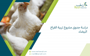 دراسة جدوى مشروع تربية الفراخ البيضاء