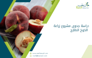 دراسة جدوى مشروع زراعة الخوخ الطازج