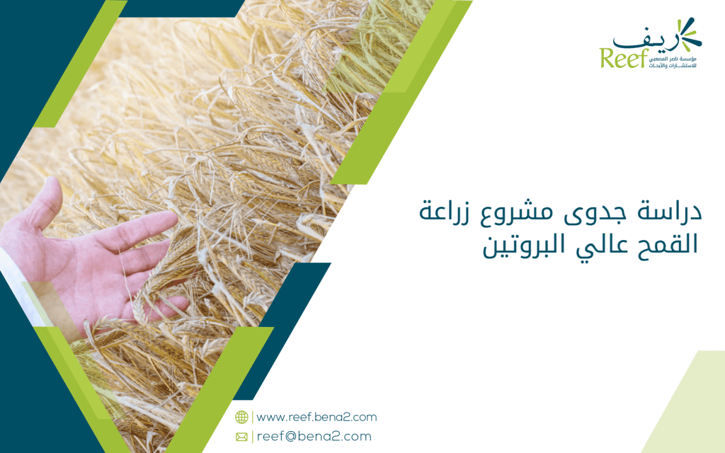 دراسة جدوى مشروع زراعة القمح عالي البروتين