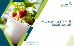 دراسة جدوى مشروع زراعة الفراولة الطازجة