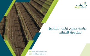 دراسة جدوى زراعة المحاصيل المقاومة للجفاف