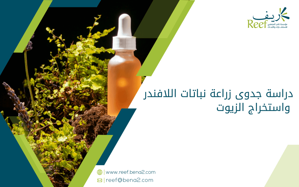 دراسة جدوى زراعة نباتات اللافندر واستخراج الزيوت