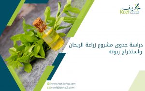 دراسة جدوى مشروع زراعة الريحان واستخراج زيوته