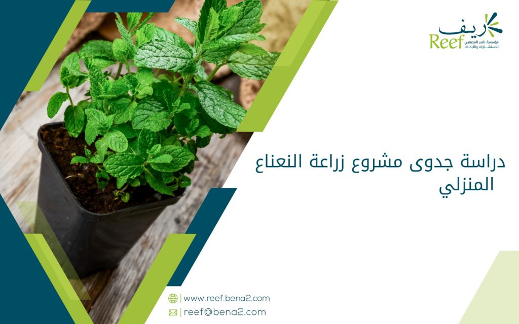 دراسة جدوى مشروع زراعة النعناع المنزلي