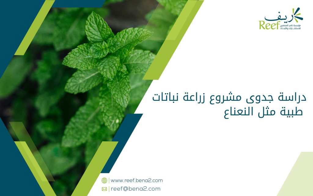 دراسة جدوى مشروع زراعة نباتات طبية مثل النعناع