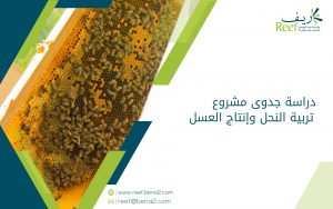 دراسة جدوى مشروع تربية النحل وإنتاج العسل