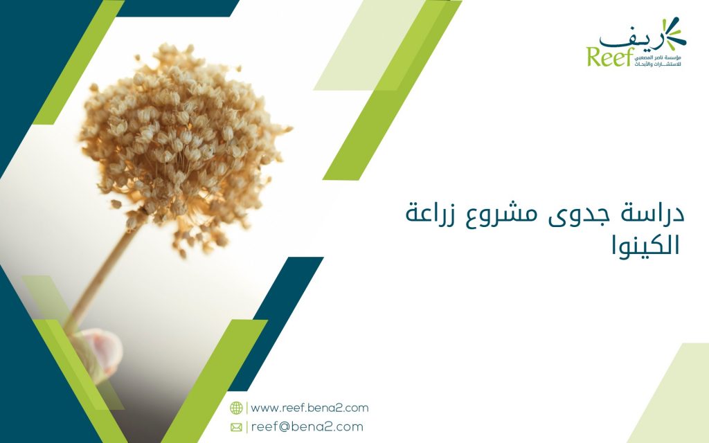 دراسة جدوى مشروع زراعة الكينوا
