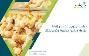 دراسة جدوى مشروع إنشاء مزرعة دواجن صغيرة وتسويقها