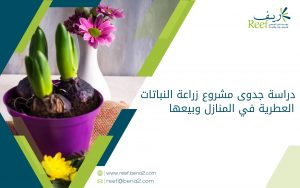 دراسة جدوى مشروع زراعة النباتات العطرية في المنازل وبيعها