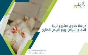 دراسة جدوى مشروع تربية الدجاج البياض وبيع البيض الطازج