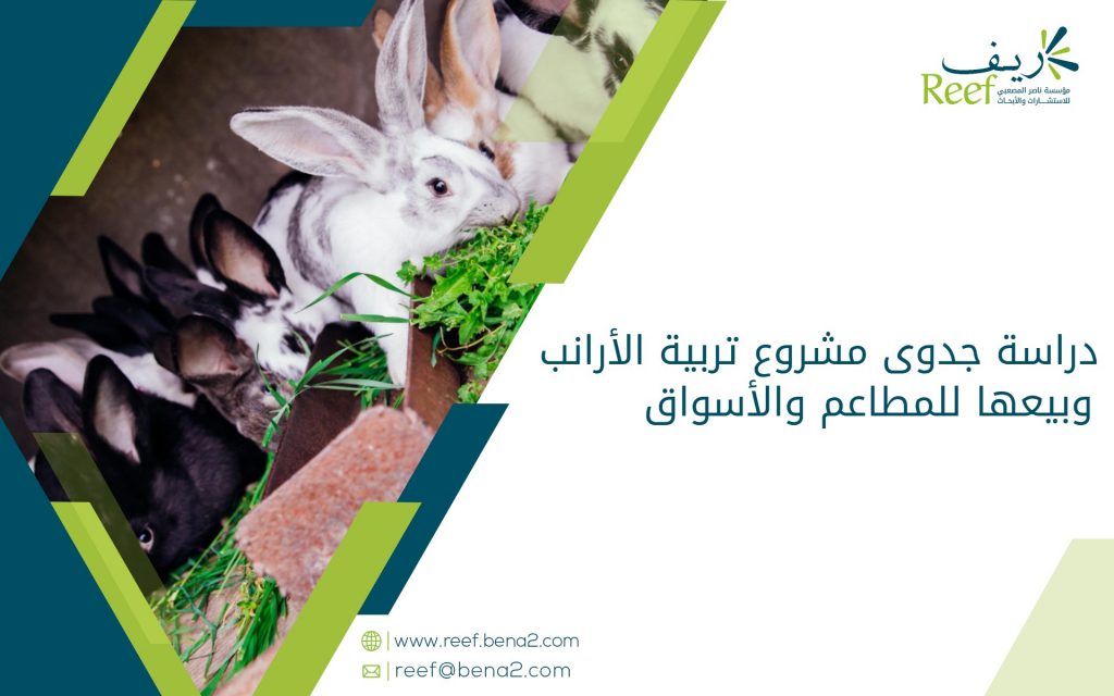 دراسة جدوى مشروع تربية الأرانب وبيعها للمطاعم والأسواق