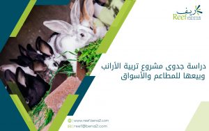 دراسة جدوى مشروع تربية الأرانب وبيعها للمطاعم والأسواق