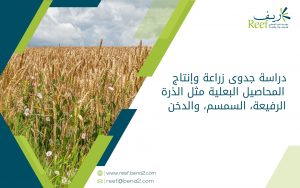 زراعة المحاصيل البعلية