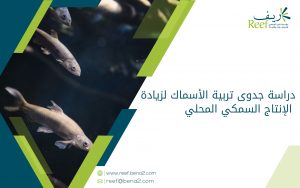 دراسة جدوى تربية الأسماك لزيادة الإنتاج السمكي المحلي