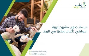 دراسة جدوى مشروع تربية المواشي (أغنام وماعز) في الريف