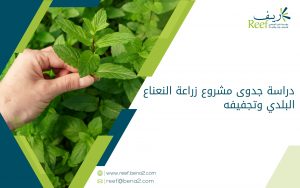 دراسة جدوى مشروع زراعة النعناع البلدي وتجفيفه