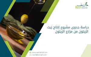 دراسة جدوى مشروع إنتاج زيت الزيتون من مزارع الزيتون