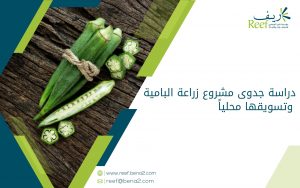 دراسة جدوى مشروع زراعة البامية وتسويقها محلياً