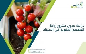 دراسة جدوى مشروع زراعة الطماطم العضوية في الدفيئات
