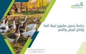 دراسة جدوى مشروع تربية البط وإنتاج البيض واللحم
