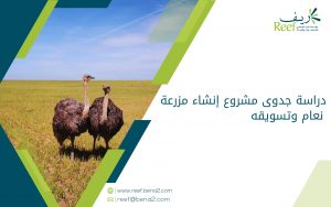 دراسة جدوى مشروع إنشاء مزرعة نعام وتسويقه