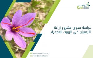 دراسة جدوى مشروع زراعة الزعفران في البيوت المحمية