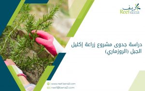دراسة جدوى مشروع زراعة إكليل الجبل (الروزماري)