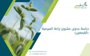 دراسة جدوى مشروع زراعة الميرمية (القصعين)