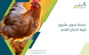 دراسة جدوى مشروع تربية الدجاج اللاحم