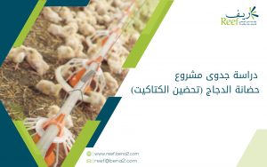 دراسة جدوى مشروع حضانة الدجاج (تحضين الكتاكيت)