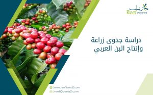 زراعة وإنتاج البن العربي